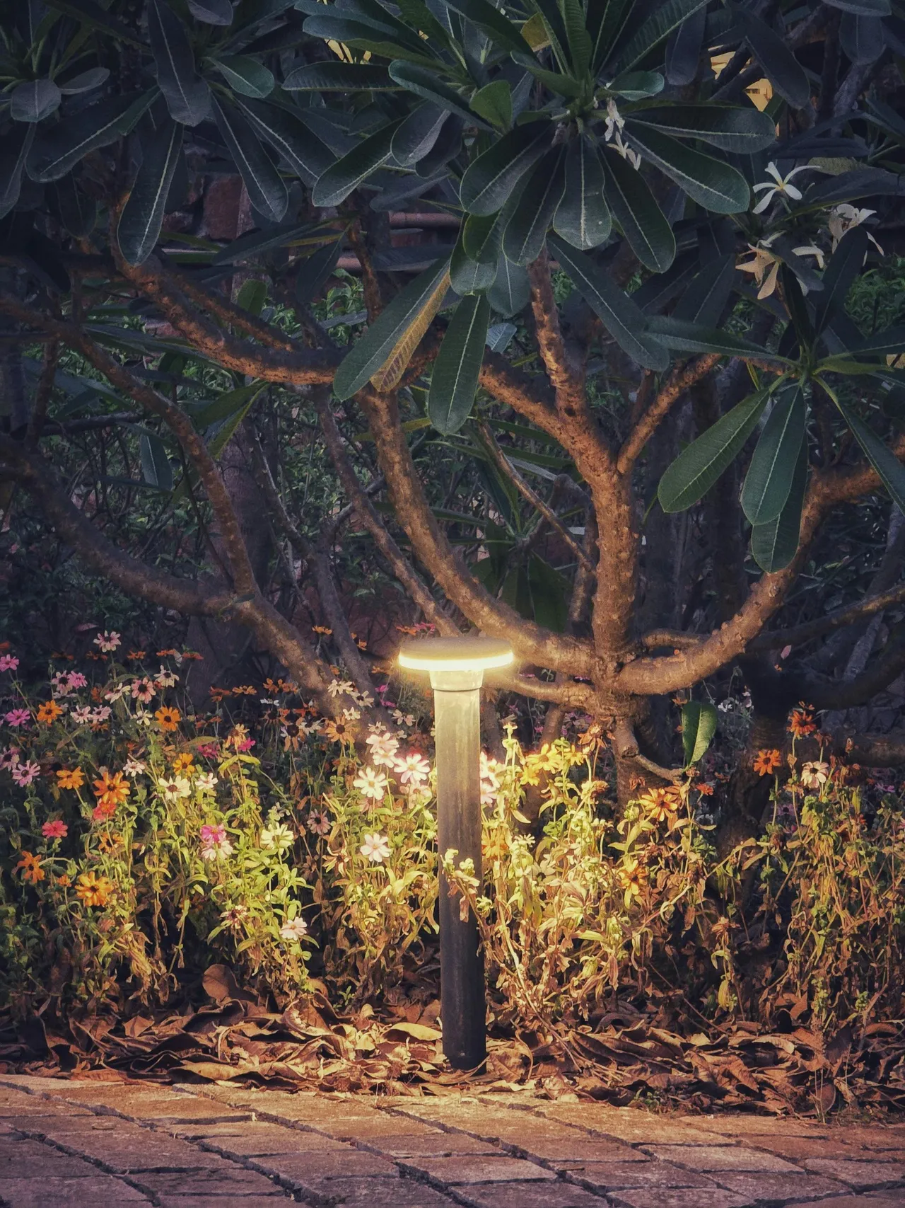 Landscape lighting design in Austin TX